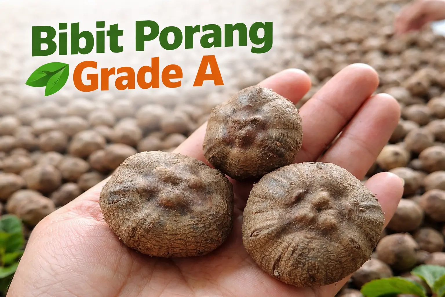 Bibit Porang Super Unggul Grade A